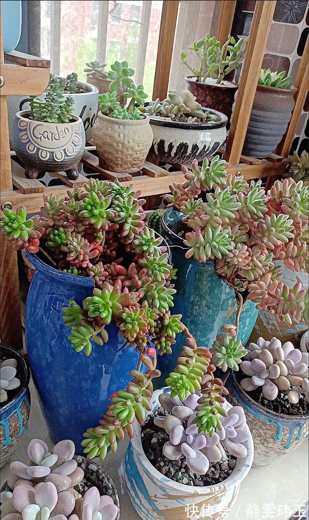 想把多肉养成悬崖桩，满足“三要求”，遇水疯长，爆崽一堆小崽