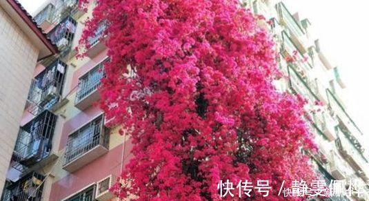 三角梅|此极品花卉，一年花开210天，花朵艳丽，比牡丹还漂亮10倍