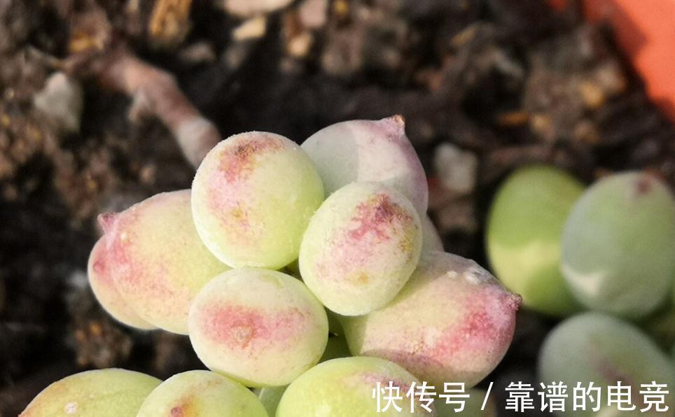 达摩福娘如何上盆,多肉达摩福娘怎么养