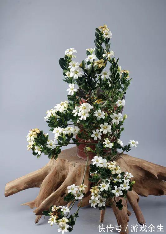 3种“小盆景”能香几十年,客厅养一盆,小巧高雅,富贵不俗