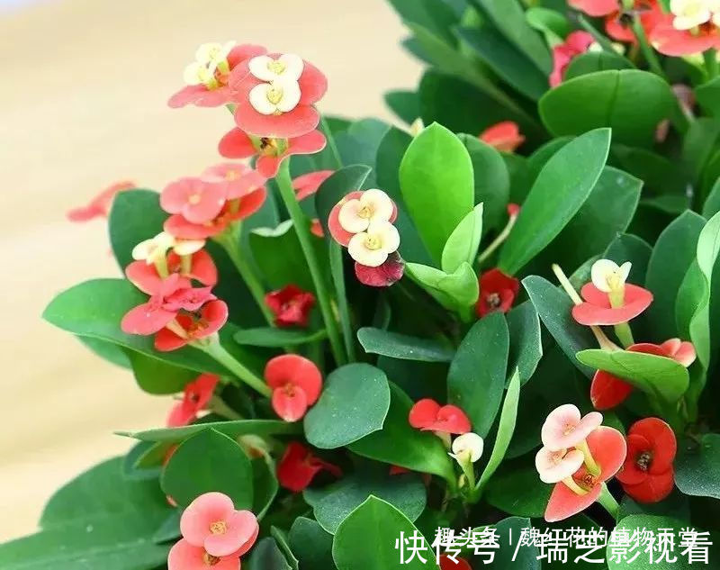 超级好养的8种花，1个月不浇水也死不了！