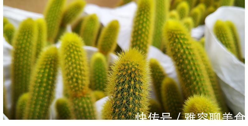 仙人掌|一块仙人掌胜过百副药，膝盖不疼了，积液也消了，滑膜炎不攻自破