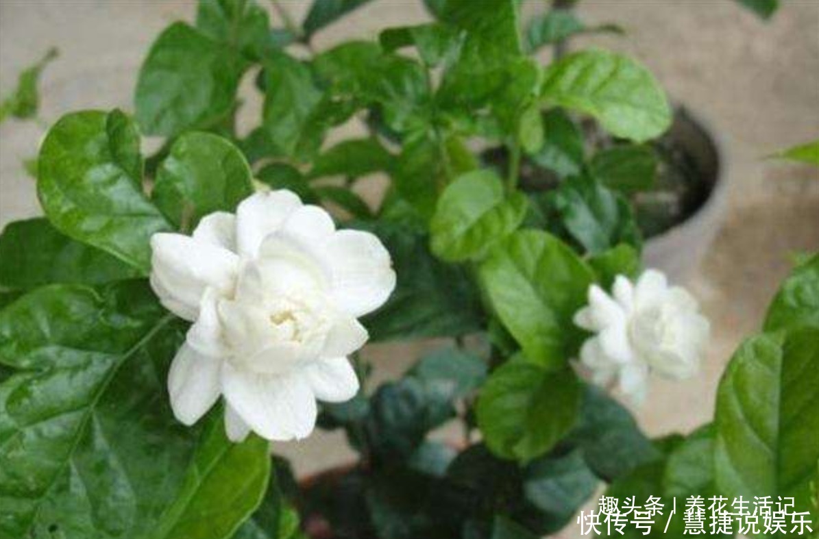 枝条|茉莉花怎么养学会“3个”方法,枝条健壮叶子绿,花朵洁白繁多