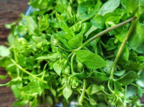 凉拌|65种野菜图片,带你认识不同的野菜和吃法,你想要的野菜这里都有