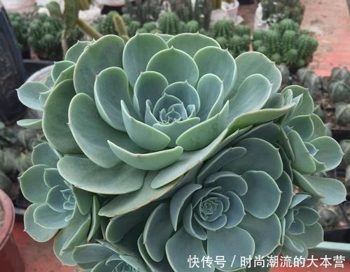 观音|这种多肉比观音莲还美,叶子一层叠一层,一棵能变好几棵