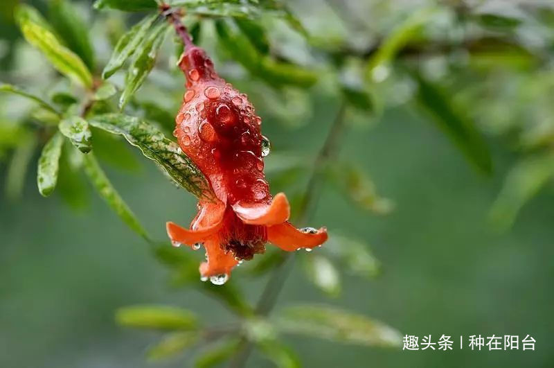 你家盆景石榴不开花、不结果别急,一把剪刀就能解决!