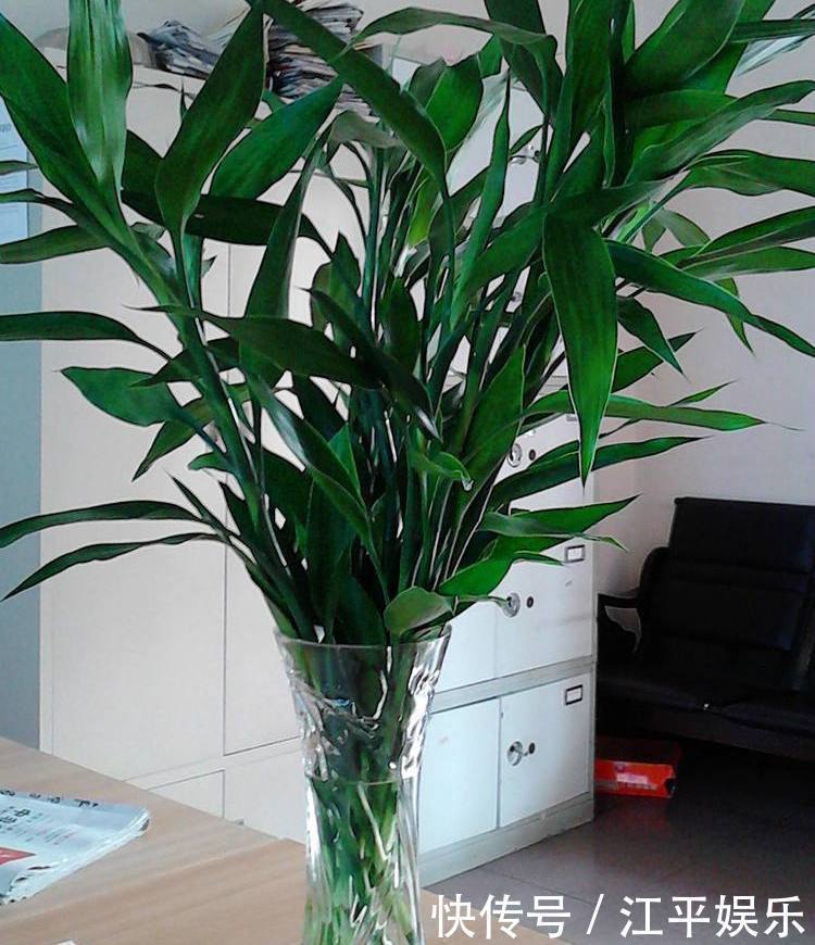 冬天养富贵竹,就怕摆错位置,室内3处地方要避开