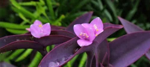 几种皮实又好养的草花,不怕晒不怕热,夏天也能开出小花园