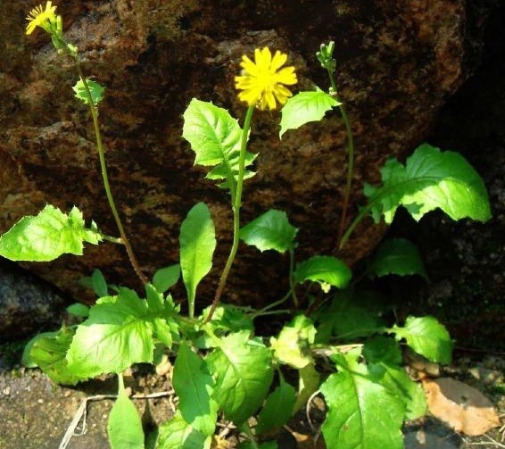 黄鹌菜|乡下的“九死还魂草”,长在地里没人搭理,关键时候能救命