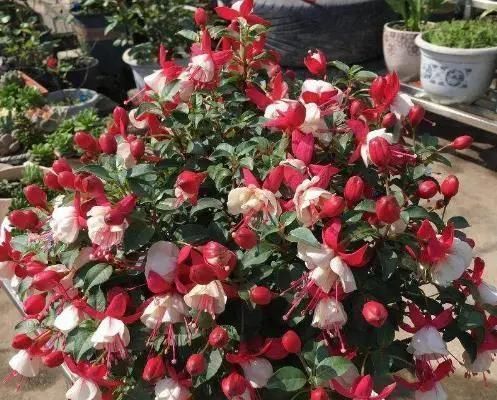 姬小菊|5种花,趁现在“赶紧扦插”,生根快,长得快,一个月就开花