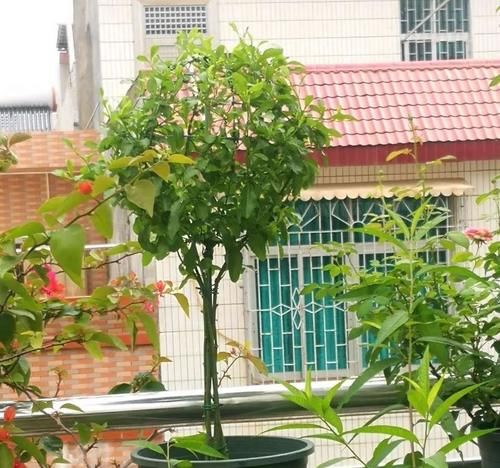 家里一定要养盆它，开完一茬接一茬，养100盆都不嫌多