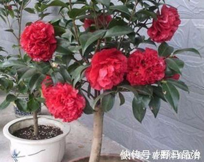 油烟机|什么淘米水、啤酒水都不如它，“一勺”养爆一盆花，就怕你没见过