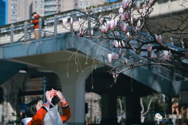 转角遇见美！黄浦这座以市花命名的口袋公园充满春的气息