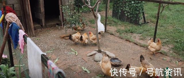 宠物|向往的生活嘉宾们惬意干净的农村生活,还有你没看到的另一面