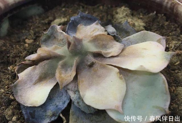 休眠|5种漂亮花，夏天“便宜”也别买，高温养不活，白花钱了