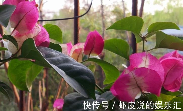 三角梅开花少,花色淡都是3个方面造成的,你做对了吗