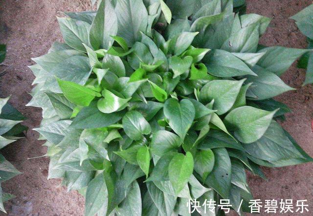 吊兰、绿萝就爱“黄叶”,喷点“溶液”,返青快好养护!