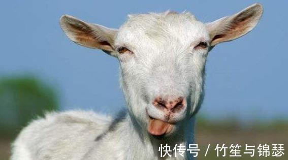 笑刑!故事:古代最“温柔”的酷刑,用动物让人痛不欲生!