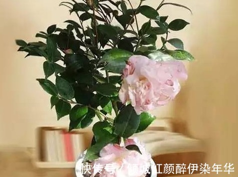 养花|李大爷的养花秘籍!放上这三种东西,不管养什么都能轻松爆满盆