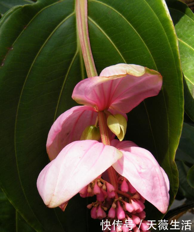 花期|等我有钱了,就养这些花,高端大气,花期长
