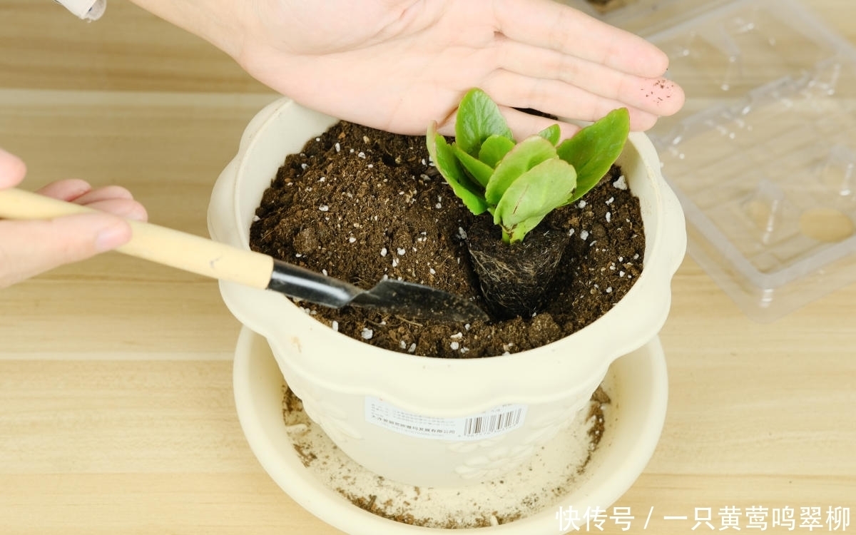 冬天养长寿花小苗,注意3个要点,很快就能养爆盆