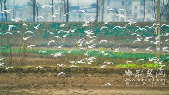 莲花湖|阳新莲花湖国家湿地公园现百鸟戏水图