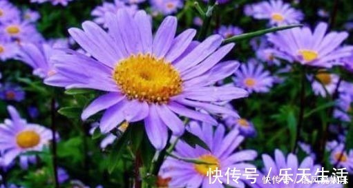 香气|养花就养此4种,比绿萝好养,花开一朵,满屋子香气