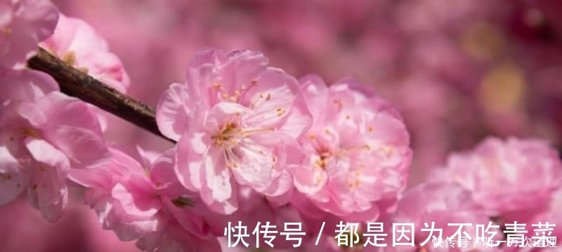 白居易|元稹的《桃花》和《菊花》，写得无比凄美，同时也很是悲伤！