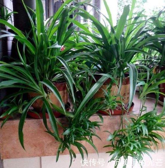 秋季养花草,用鸡蛋黄、蛋壳补充营养动手前需这样处理