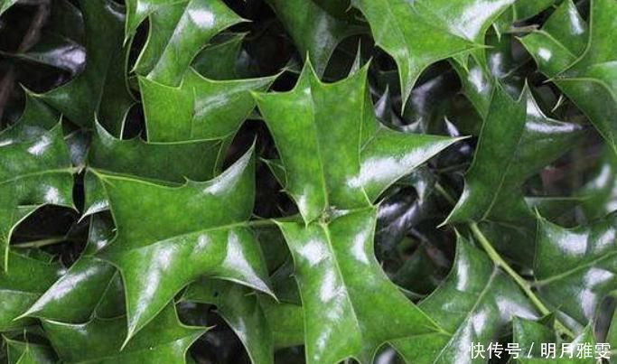 枸骨叶|这树叶,也是一味中药,泡茶代饮,抗菌消炎、祛风湿