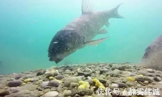 钓浮不会调漂没关系,这两种方法,会操作、懂思路就能上鱼