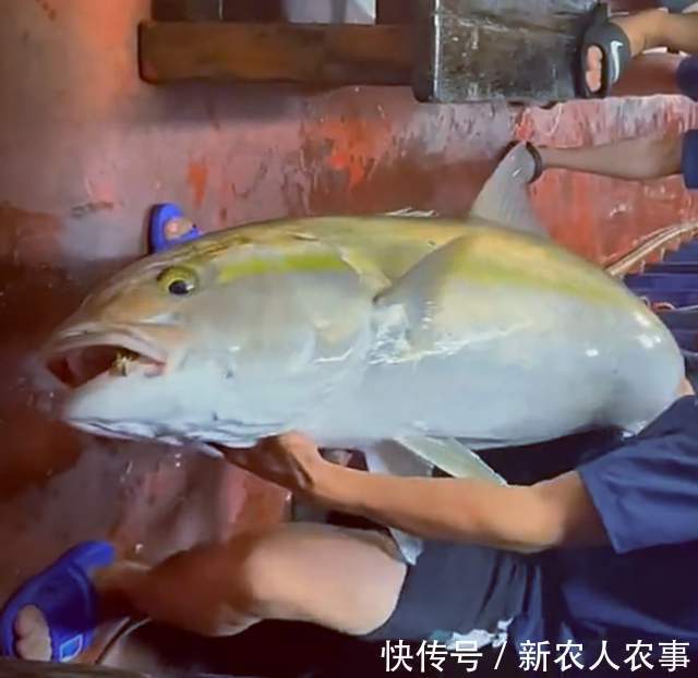 山东钓鱼人组团深海钓大鱼，米级百斤巨物接连上钩，网友：发财了