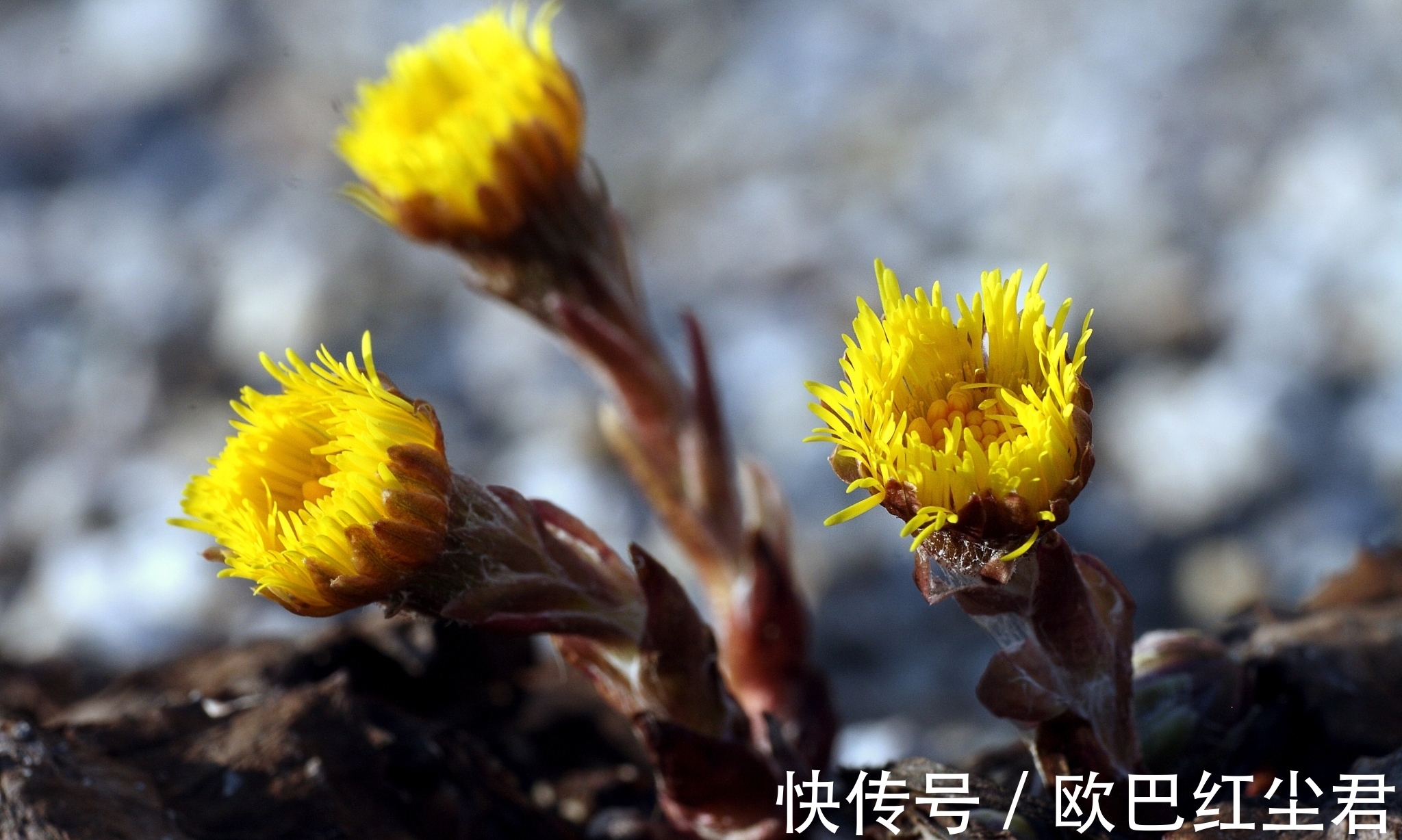 冬花#唐诗唯美春雪七首:夜来春雪照西楼,一枝春雪冻梅花
