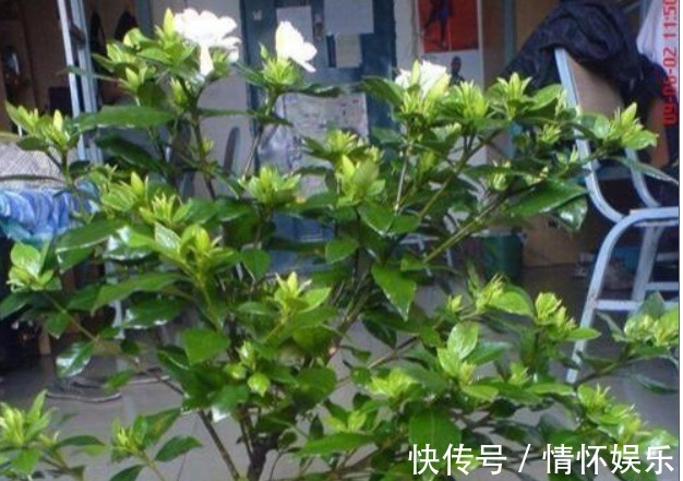 栀子花不会养喂个“药”,叶绿花又大,一开100朵!