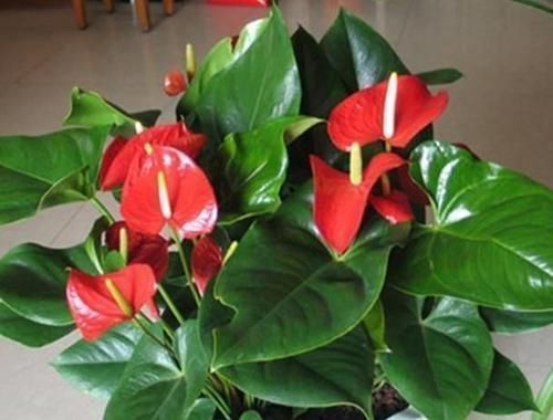 养花人的6种“毛病”,全中了都是养花高手,我中了4个!