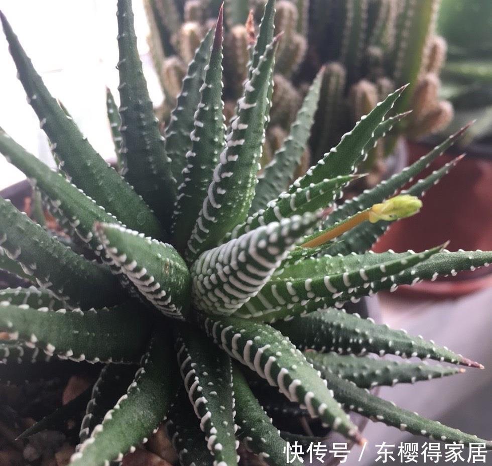 爆盆|2种很耐旱皮实的“小绿植”,不用勤浇水、容易群生、很美