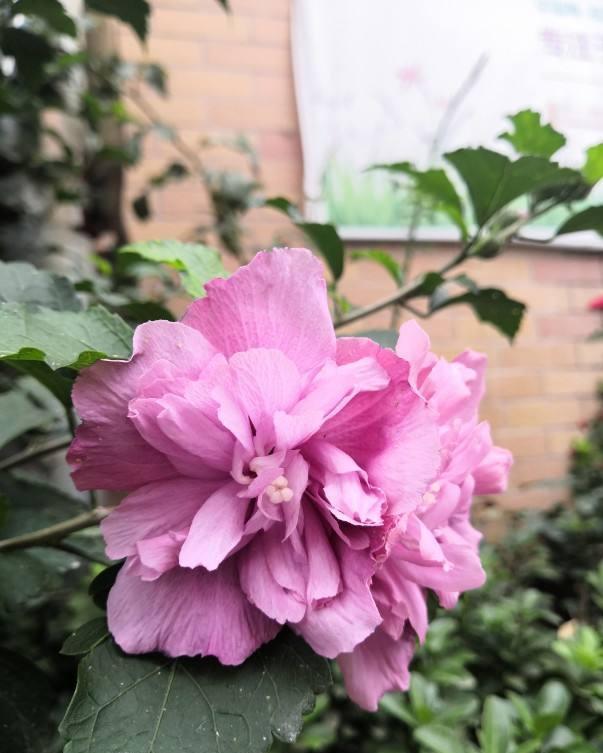 农村常见的花，摘下来还能做菜吃，味道比鸡肉还鲜美