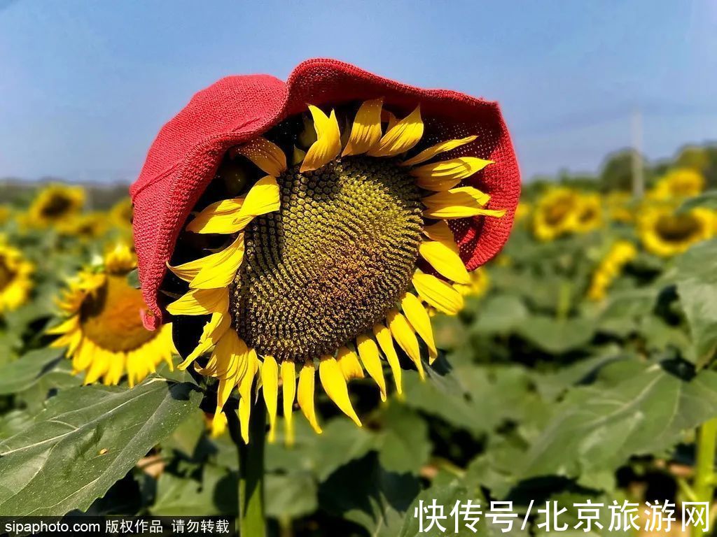 花海|金秋去哪看向日葵花海？这三处强推！有的还能露营~