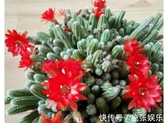 白糖才是最好的“花肥”，再也不用买高价肥了，养啥啥爆盆！