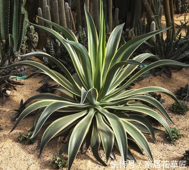 姬小菊|不招虫3种植物,放在家里又美又干净,心情也会变好,赶紧养1盆