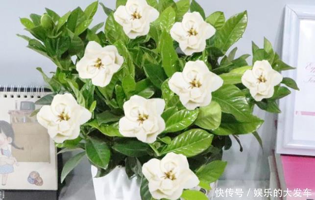 花朵|此花，花朵洁白清新，芳香四溢，象征着对爱情一生的守候