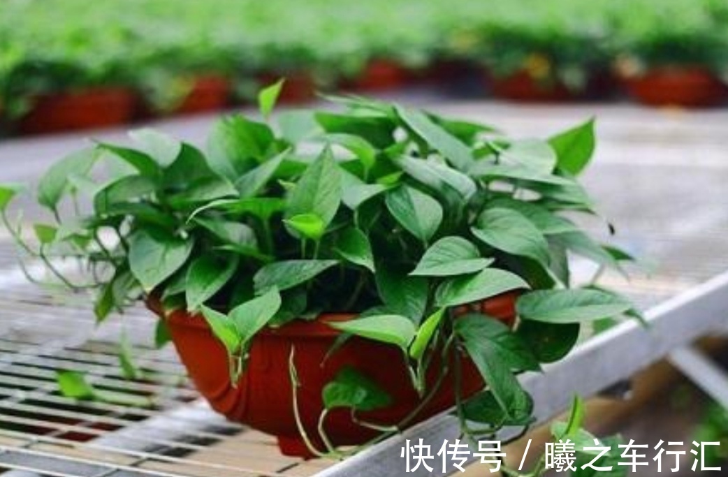 天气越来越热，6种花很怕晒太阳，赶紧给它们遮阴