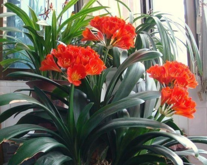 君子兰不开花打开它的“小开关”,花箭呼呼窜,一次开10朵!