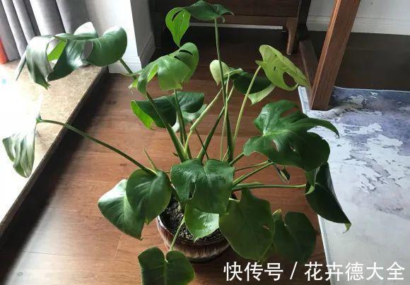 7种花,现在要砍头,冲天炮变成爆炸头