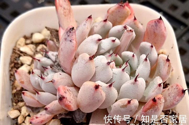 石莲属|可以很可爱，也可以很酷的爪系多肉——黑爪，你有没有养过？