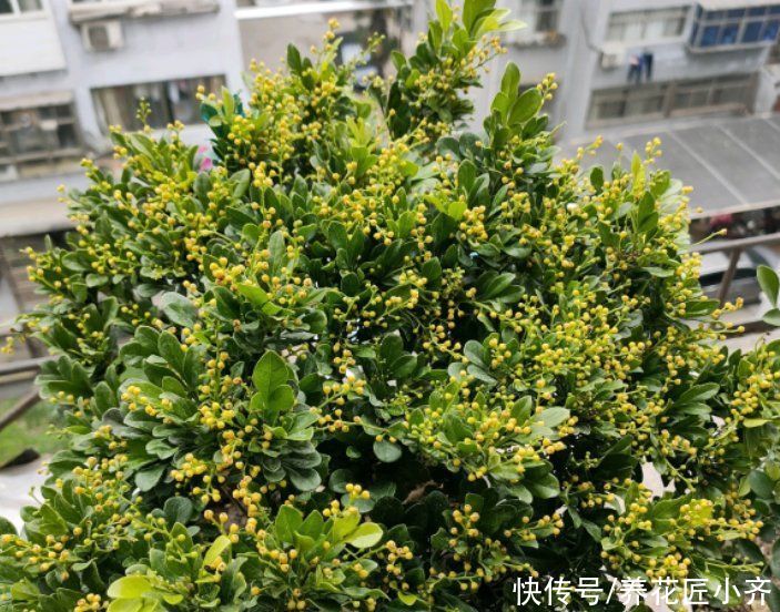 夏季|夏季天热光照强，但是这几种花要使劲晒，晒得越狠，越容易开爆盆