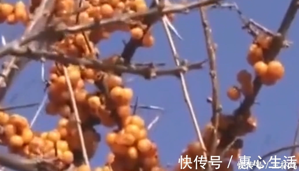 小孩|农村小孩都吃过的小野果,维C是山楂的十倍,如今一斤30元