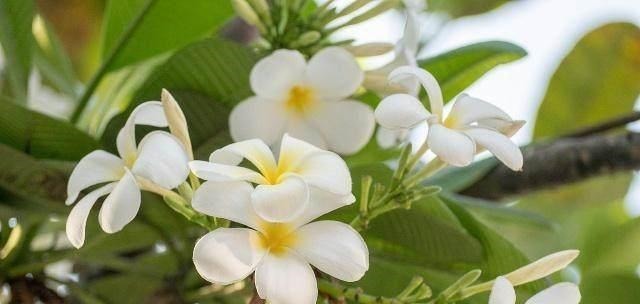 周大妈|天然“降糖药”找到了, 坚持吃这些食物, 帮助减少血糖困扰！