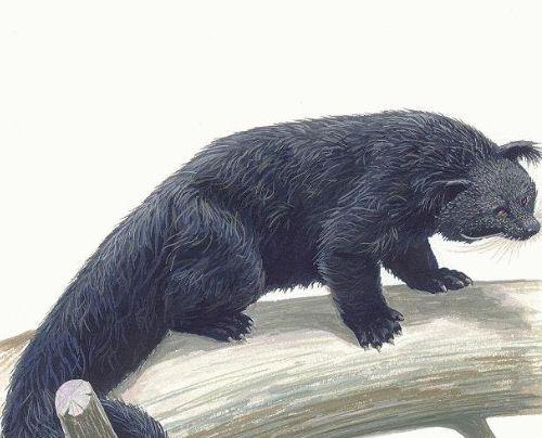 尾巴比身体还长的熊狸 竟是能发出爆米花的香味 快资讯