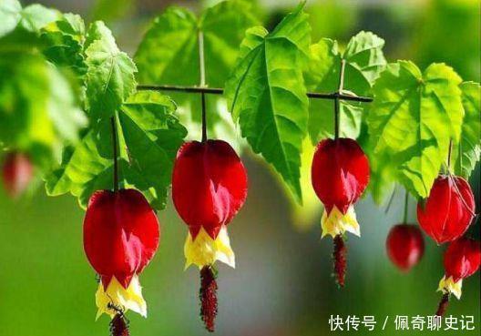 4种花养家里,美得让人毫无抵抗力,家里变成小花园